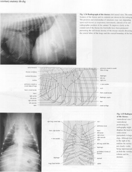 01.live  radiographic anatomy - 23.jpg