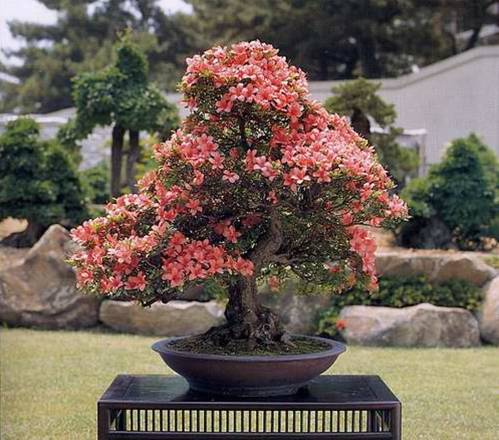   bonsai - najpiękniejsze drzewka - Obraz15.jpg