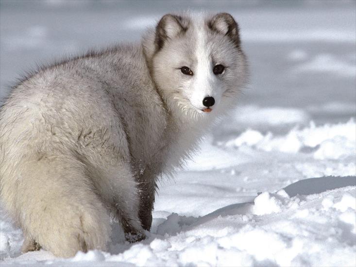 1 - Arctic Fox1.jpg