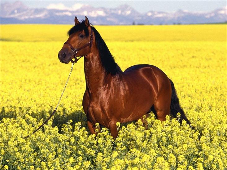 iwia - Koń wśród kwiatów.jpg