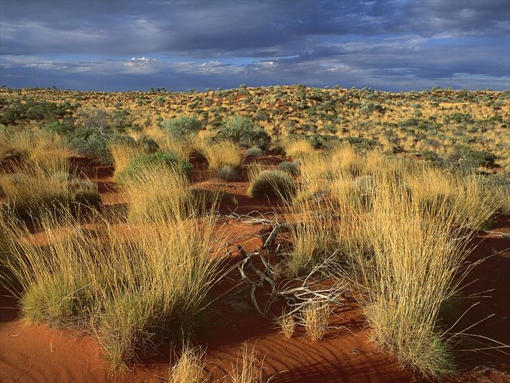 Krajobrazy - Spinifex Grass, Little Sandy Desert, Australia.jpg