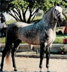 Rasy Koni - Westfalski Koń.jpg