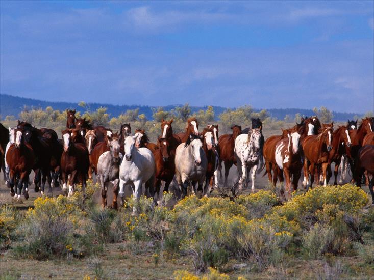 5 - Herd of Horses.jpg