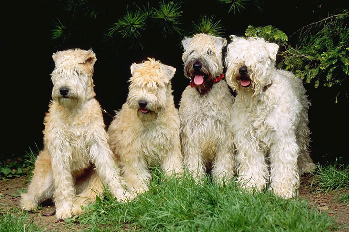 Psy rasowe - Irish Soft Coated Wheaten Terrier.png