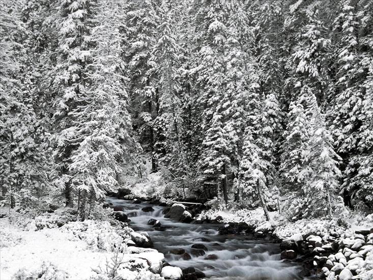 TAPETY WIDOKI - Winter Stream, Banff National Park, Alberta, Canada.jpg