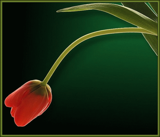 RÓŻNE - tulipn -kolory zmienia.gif