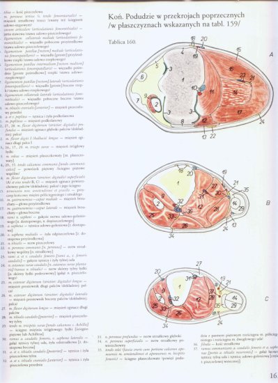 atlas anatomii topograficznej-miednica i kończyny - 157.jpg