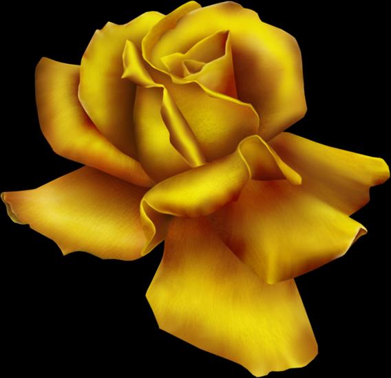 Złote róże - goldenrose6 copy.png