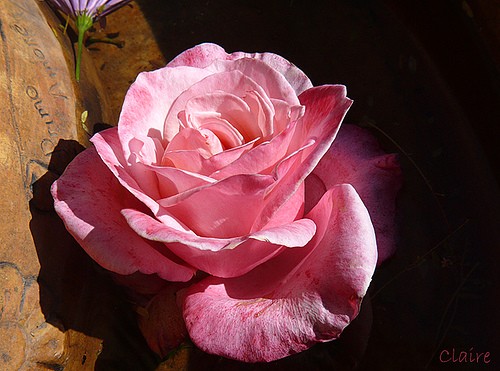 Dla Ciebie Oliwko.....Buziaczki - Kopia 2 Roses 22.jpg