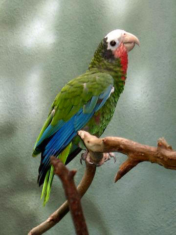 Piękne papużki - Stavenn_Amazona_leucocephala_00.jpg