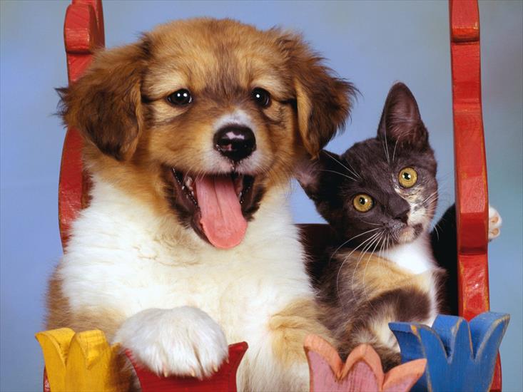 zwierzeta - Pretty Puppy and Calico Kitten.jpg