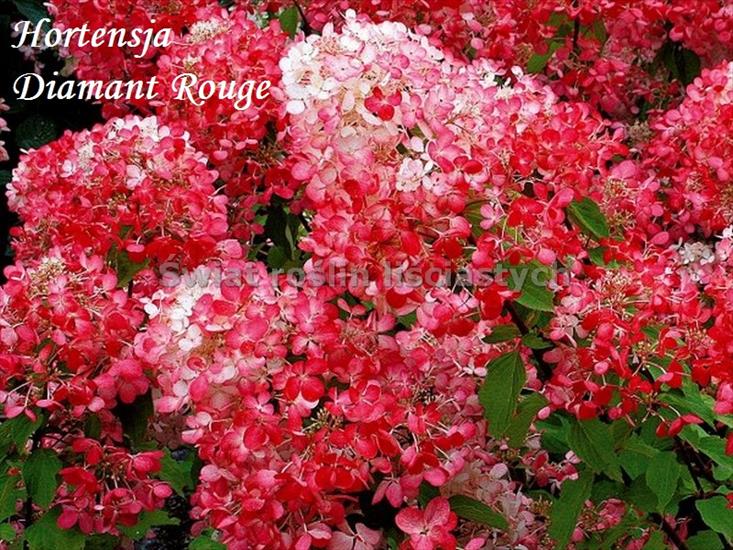 zamówienia 2017 - Hortensja Diamant Rouge.jpg