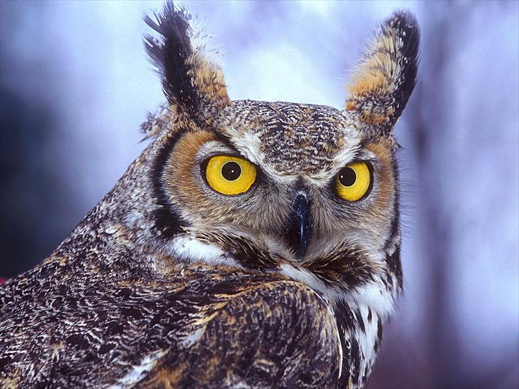 Ptaki - Eagle Owl.jpg