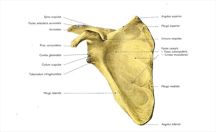 atlas - scan9-2.jpg