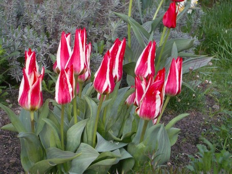 do chomika nowe - tulipany_checinska.jpg