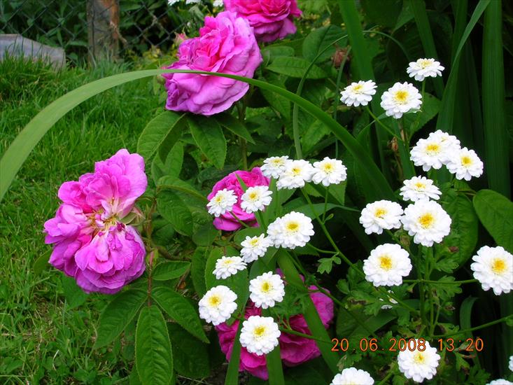 Kwiaty Kwiatuszki - DSCN7631.JPG