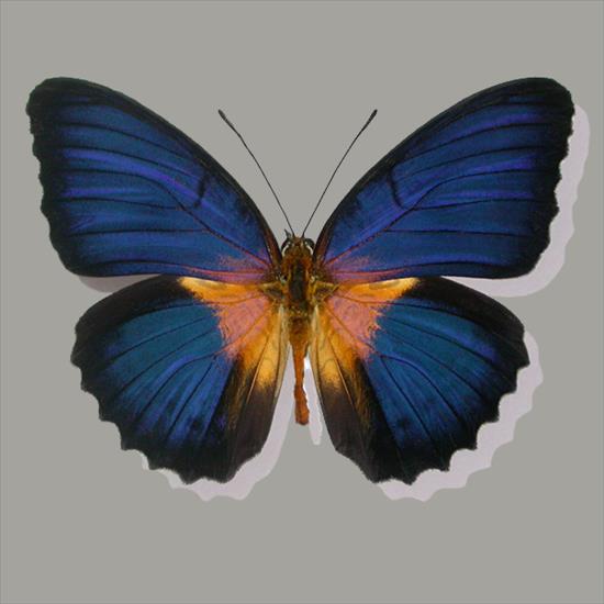 Motyle egzotyczne - Cethosia lamarcki.jpg