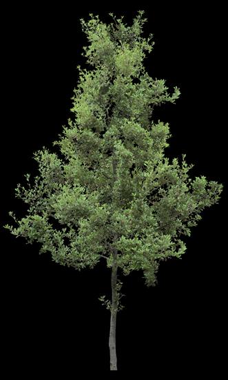 drzewa png - TH_074BP.PNG