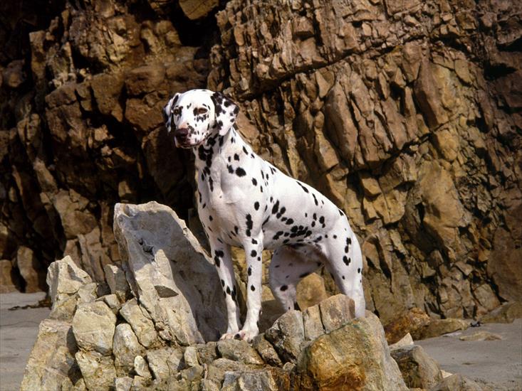 psiaki - Dalmatian on Rocky Beach.jpg