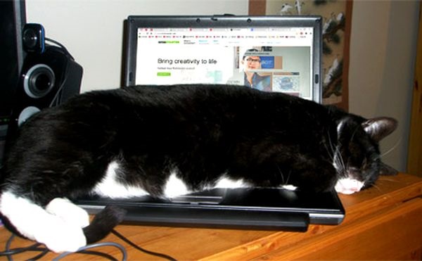koty - Ramzes śpi na laptopie.jpg