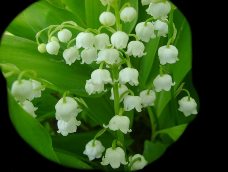   Konwalia - pfs_pachnace-kwiatki-_693127446891811.png