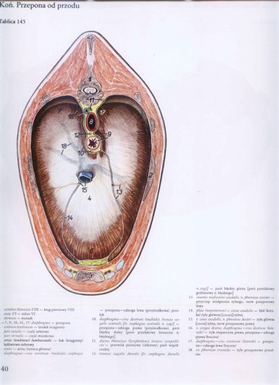 atlas anatomii-tułów - 136.jpg