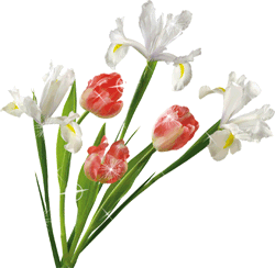 gify-tulipany - tulipany animation irysy biale084.gif