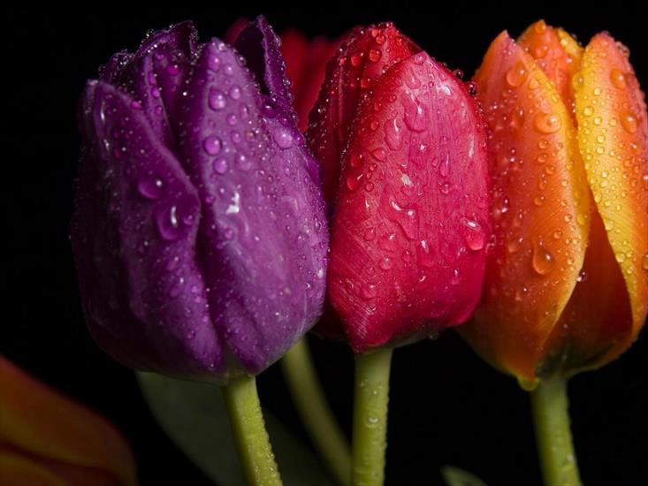 Kwiaty Flowers - Three Tulips.jpg