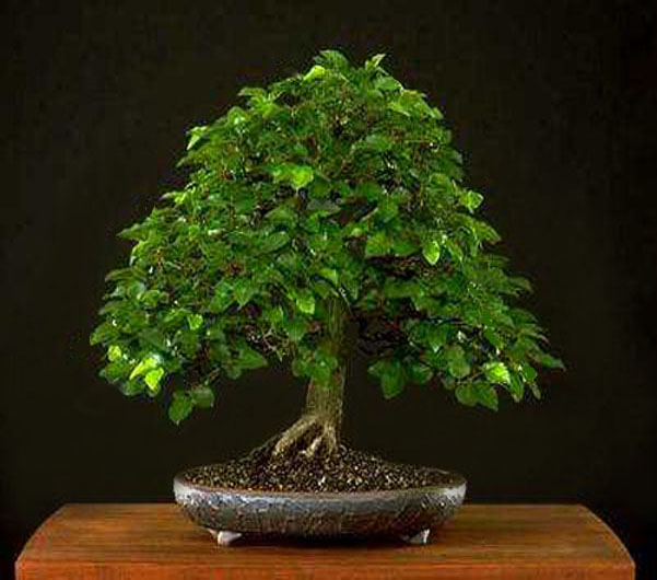 Drzewka Bonsai - EJ06.jpg