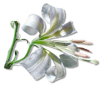 kwiaty - White20Lily.jpg