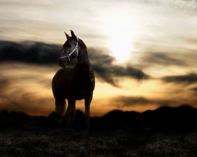 KONIE - Sunset_and_balck_horse.jpg