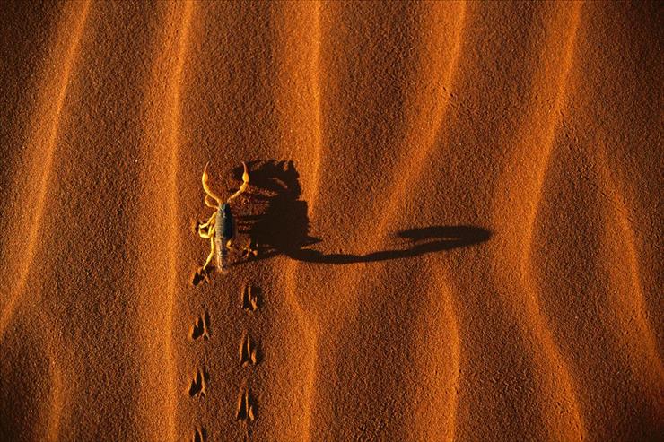Tapety - Shadow-Casting Scorpion, Namib-Naukluft National Park, Namibia.jpg