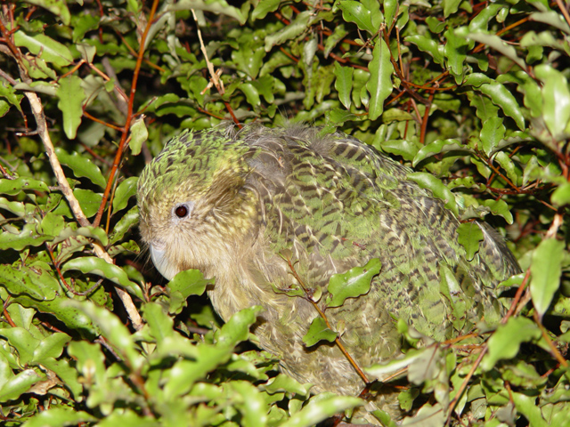 Piękne papużki - Strigops_habroptilus,_camouflage.jpg