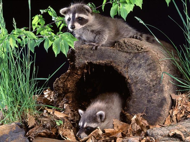 racoons - Raccoon Babies.jpg