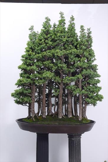  bonsai - najpiękniejsze drzewka - 61506af9f8bbdc2a0833ddd563cc777a.jpg