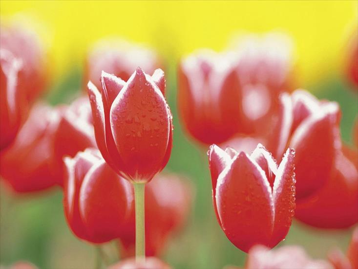 Różne - Tulip Garden.jpg