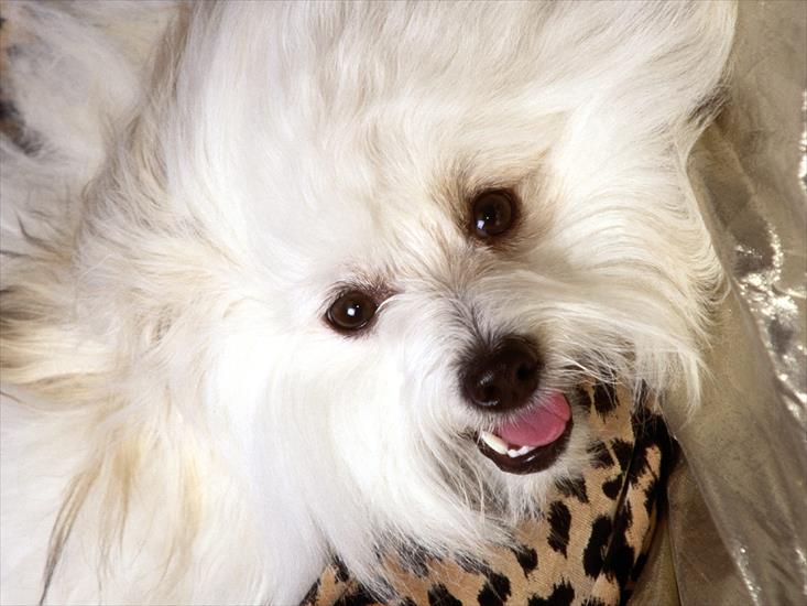 Tapety psy - Baby, Coton D Tulear.jpg