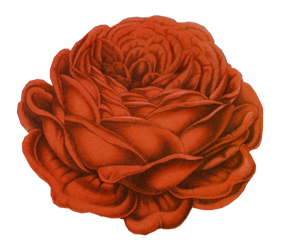 Róża - kw8 1105.png