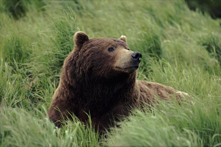 Tapety - Grizzly Bear, Near McNeil River, Alaska.jpg
