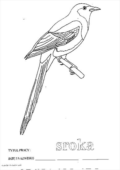 Ptaki - Ptaki - 07.bmp
