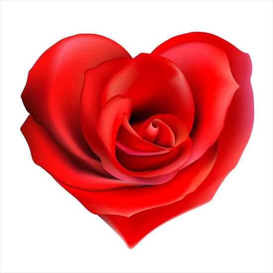 SERCA - serce-róża animacja.jpg