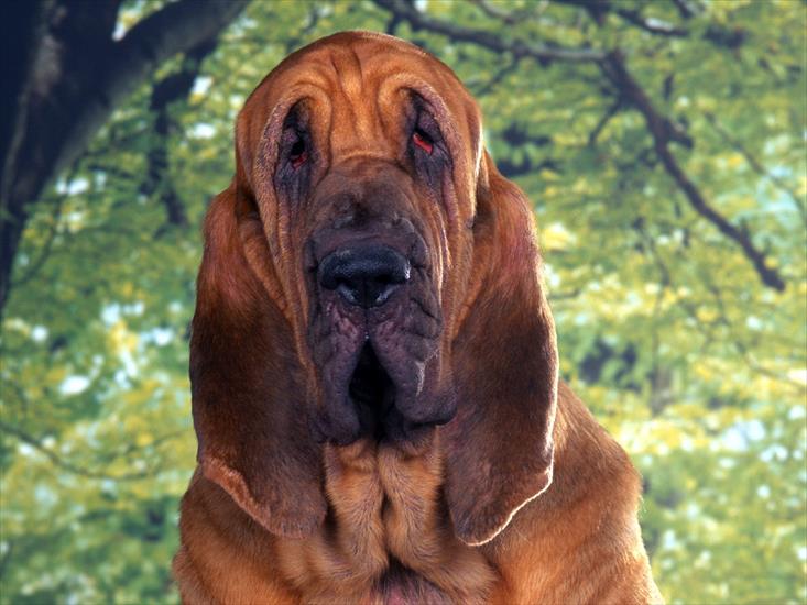 PSY RASOWE - Bloodhound.jpg
