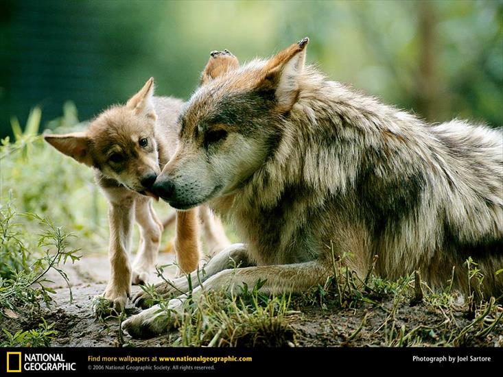 National Geographic - 481.jpg