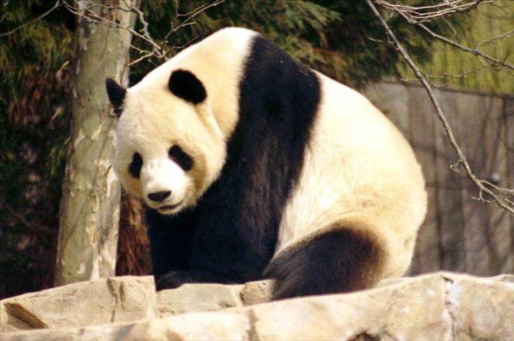 Pandy - Giant_Panda_2004-03-2.jpg