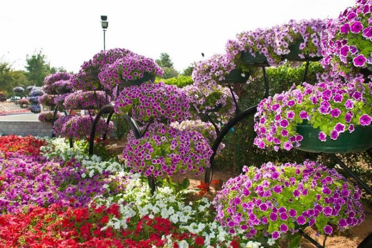 Piękny ogród kwiatowy Al Ain - 25.jpg