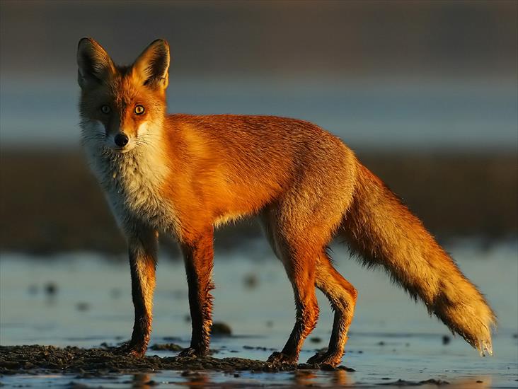 Zwierzęta Inne - Red fox.jpg