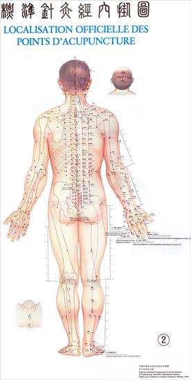 AKUPUNKTURA - acupuncture meridiens et points du dos.jpg