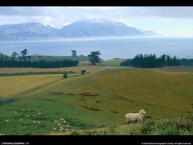 NG04 - Farm Sheep, New Zealand, 1997.jpg