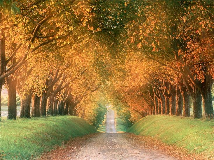 TAPETY - Autumn Road, Cognac Region, France - 1600x1200 -.jpg