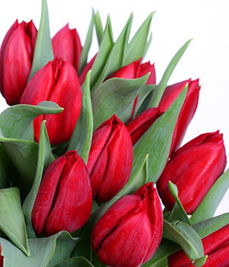 A - TULIPANY - tulipany13.jpg